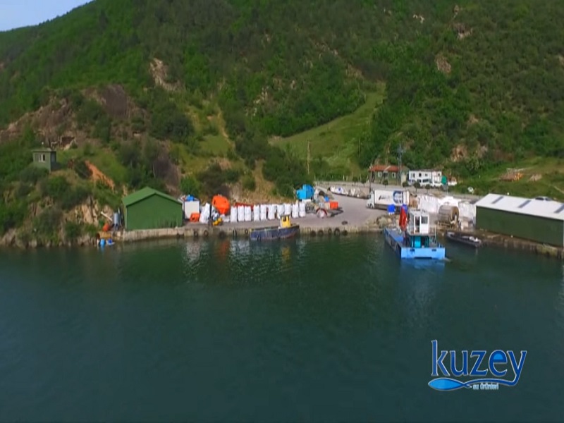 Balık Hasatı